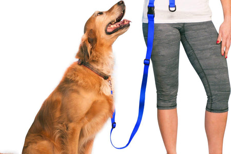 Hands Free Dog Leash, Adjustable Leash for Running, Jogging, Training and Service Dogs, Great for Small, Medium and Large Dogs, Made in USA (Royal Blue, Large Belt (27"- 50" Waist))
