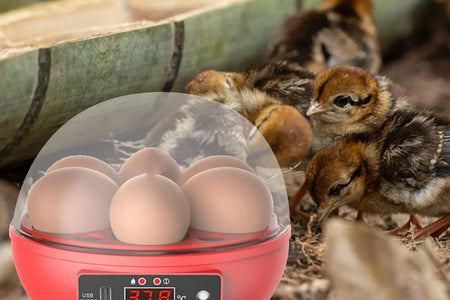 Automatic Digital Poultry Ing Machine, Automatic Egg Turner Temperature Control Small 6 Egg Incubator for Chicken Ducks Quail Red